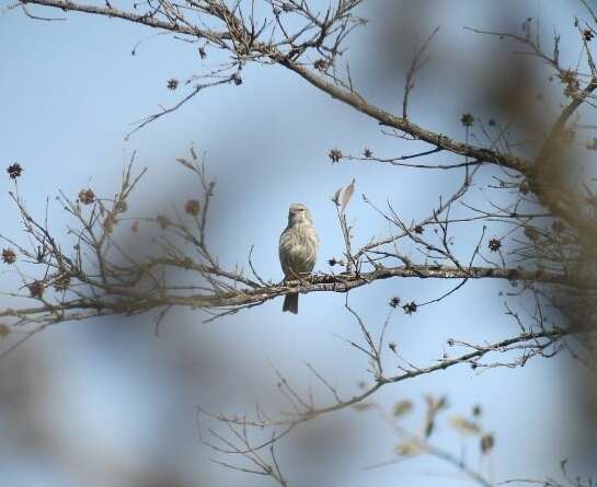 Image of Yemen Serin