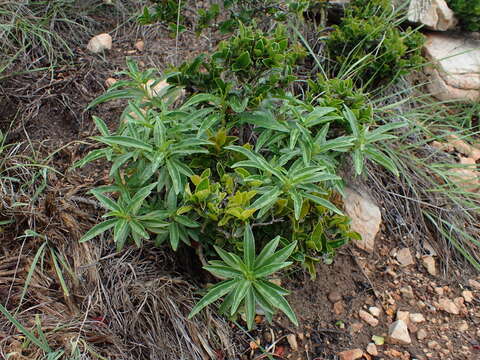 Image of Jatropha capensis (L. fil.) Sond.