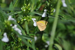 Image of Spotless Grass Yellow