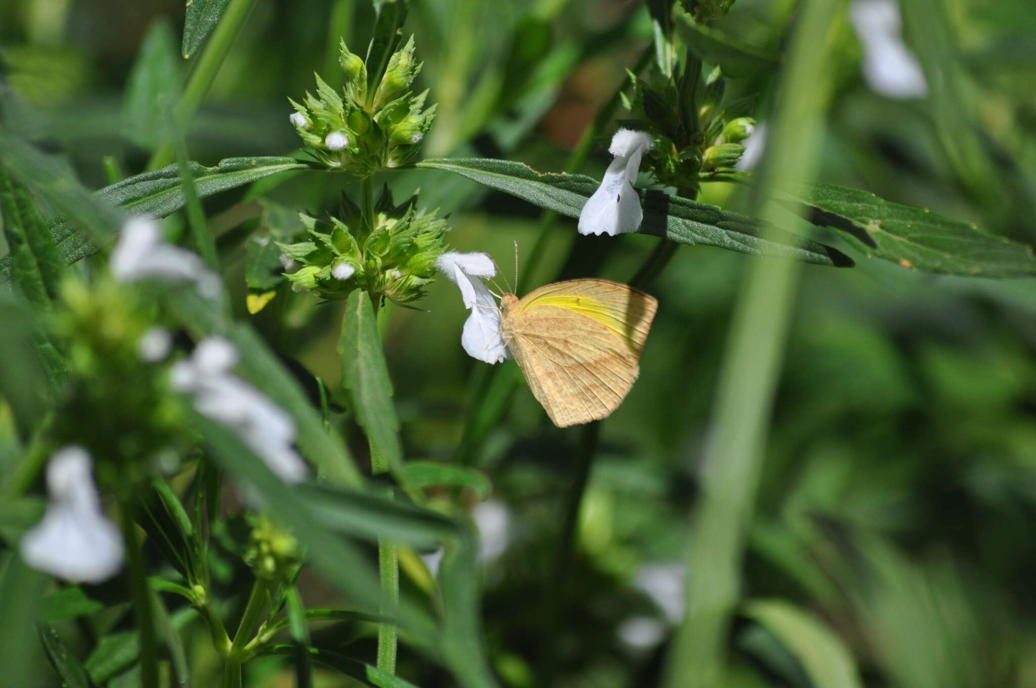 Image of Spotless Grass Yellow