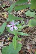 Image of thinleaf late purple aster