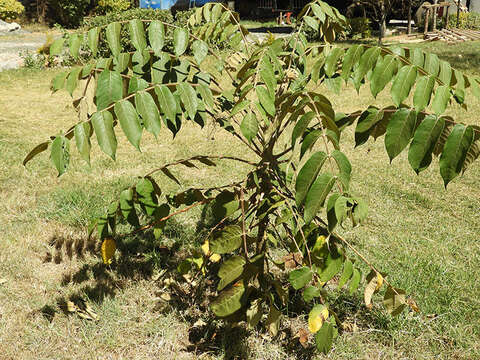 Image of Parasol tree