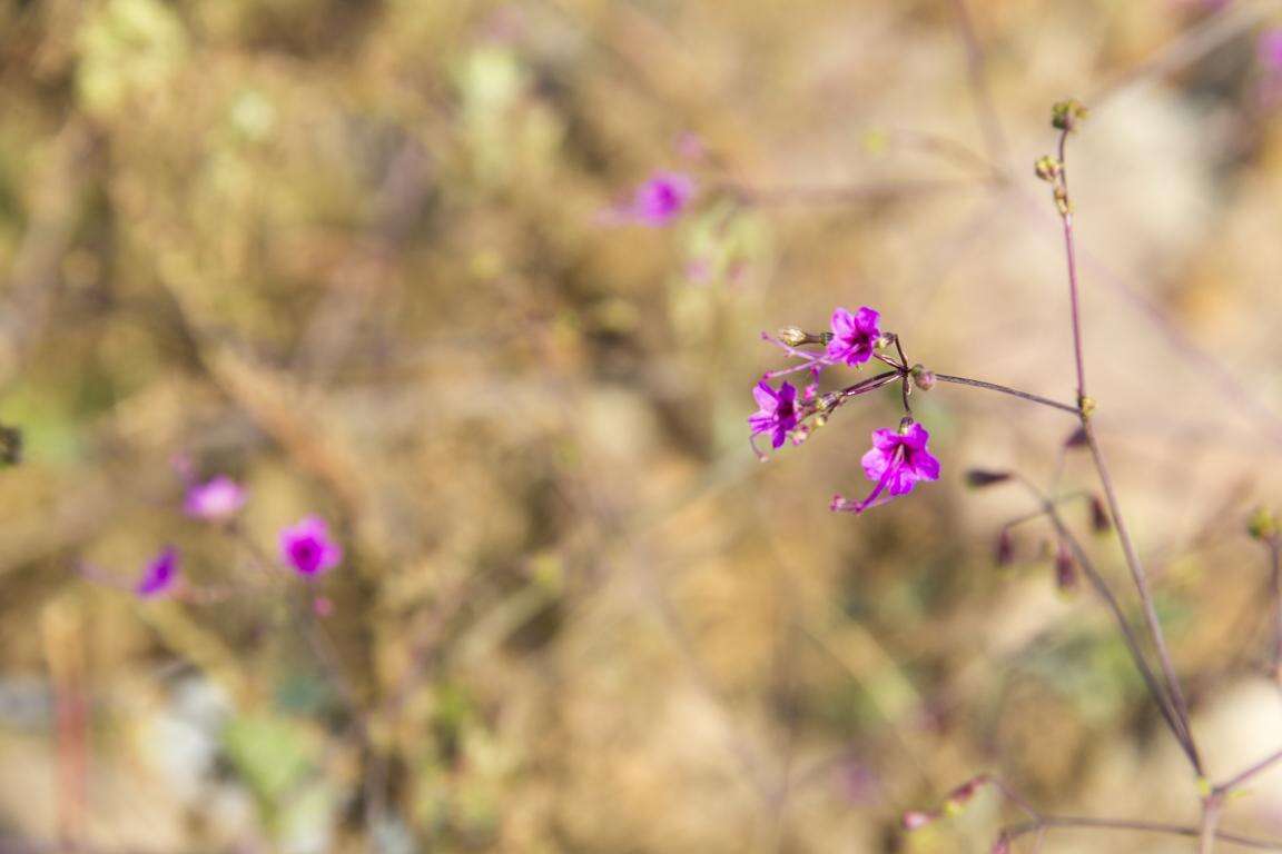 Imagem de Commicarpus tuberosus (Lam.) Standl.