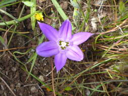 Image of dwarf brodiaea