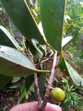 Image of Cryptocarya litoralis van der Werff