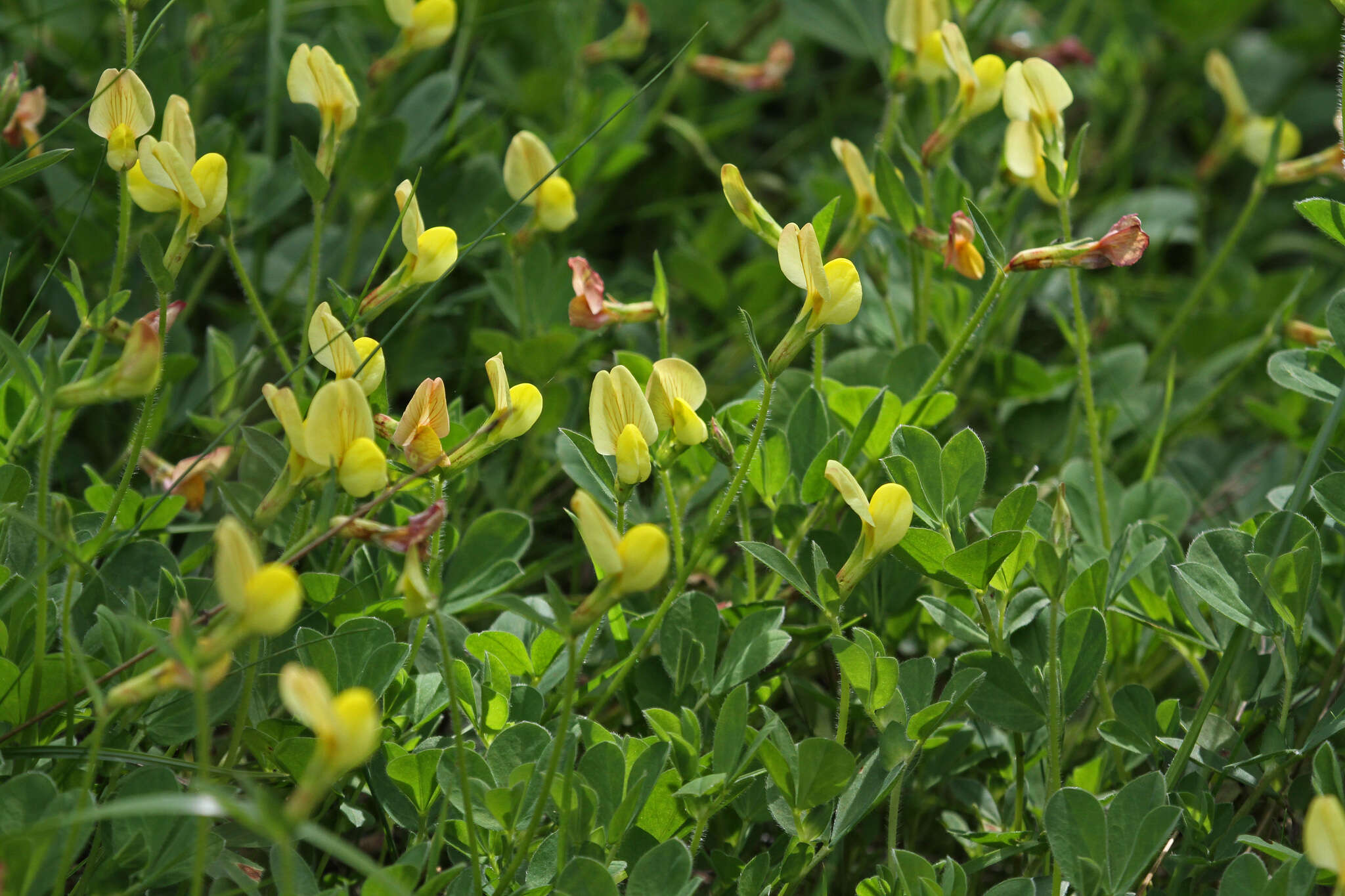 Image of dragon's teeth