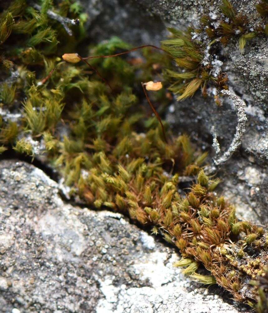 Image of bartramia moss