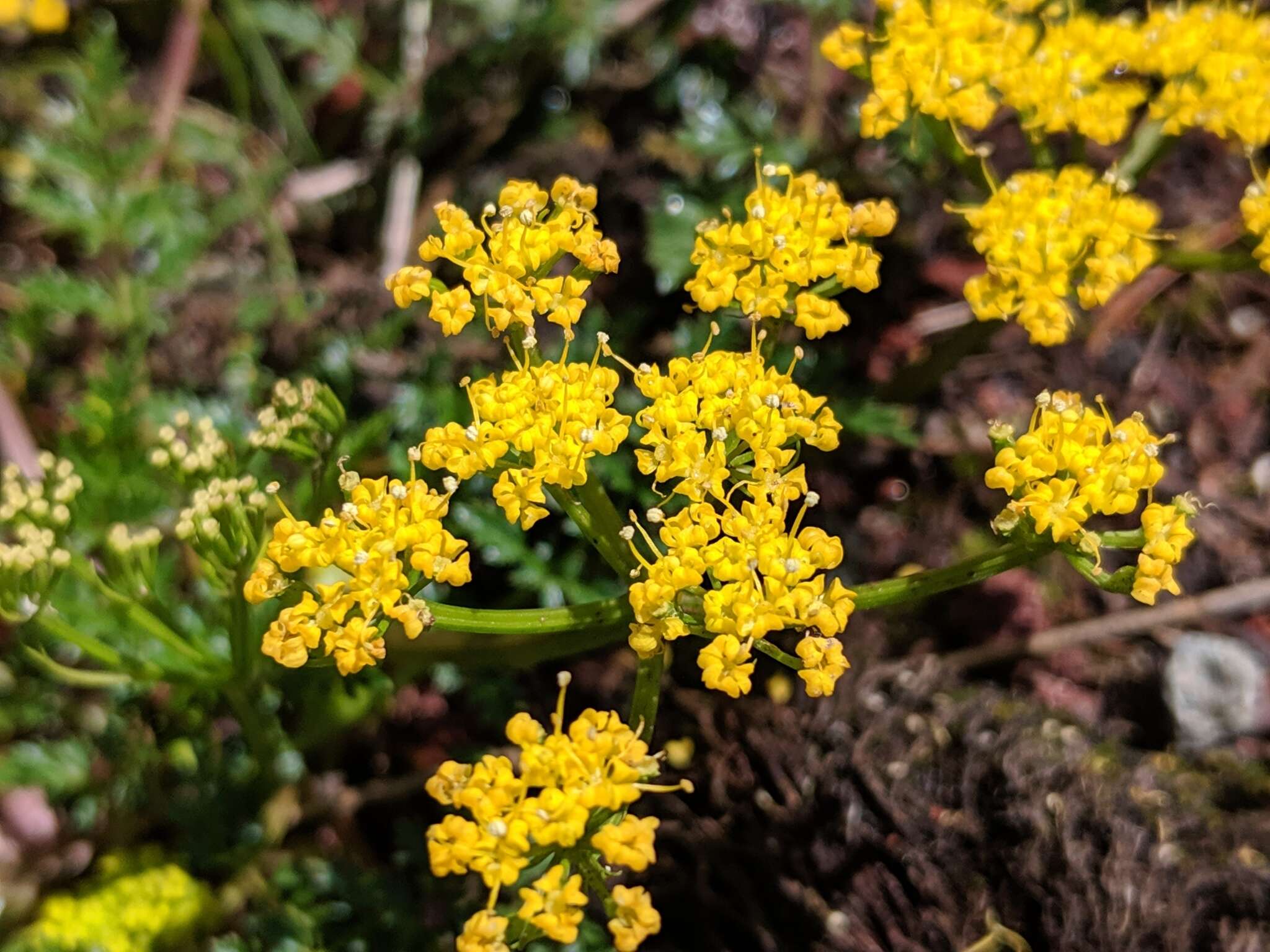 Lomatium hallii (S. Wats.) Coult. & Rose resmi