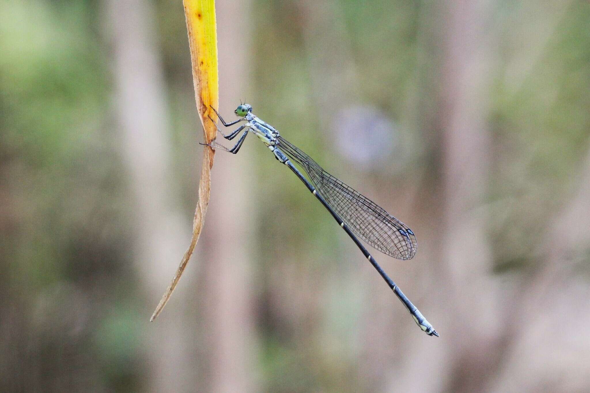 Image of Neosticta canescens Tillyard 1913