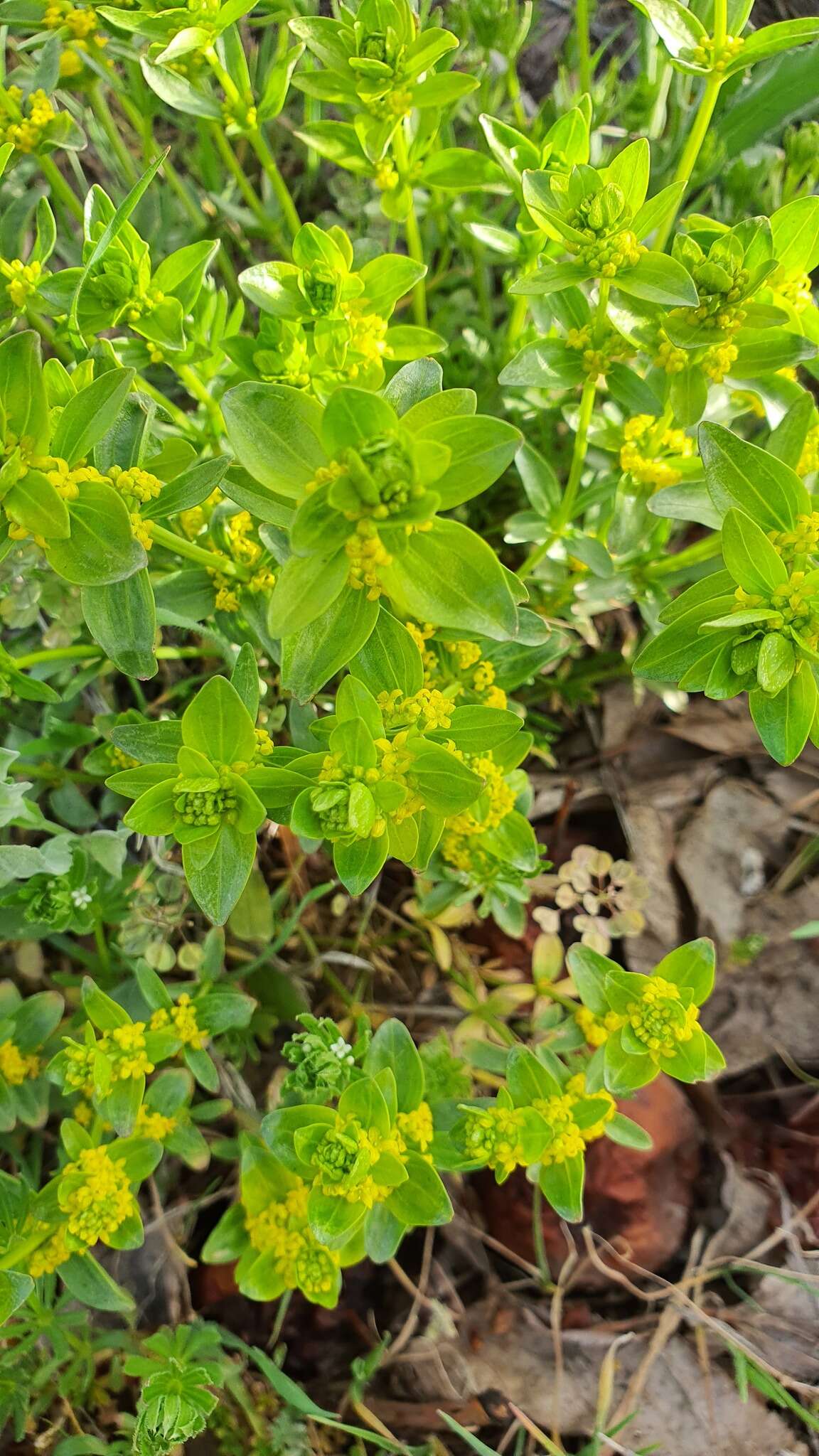 Image of Cruciata taurica subsp. taurica