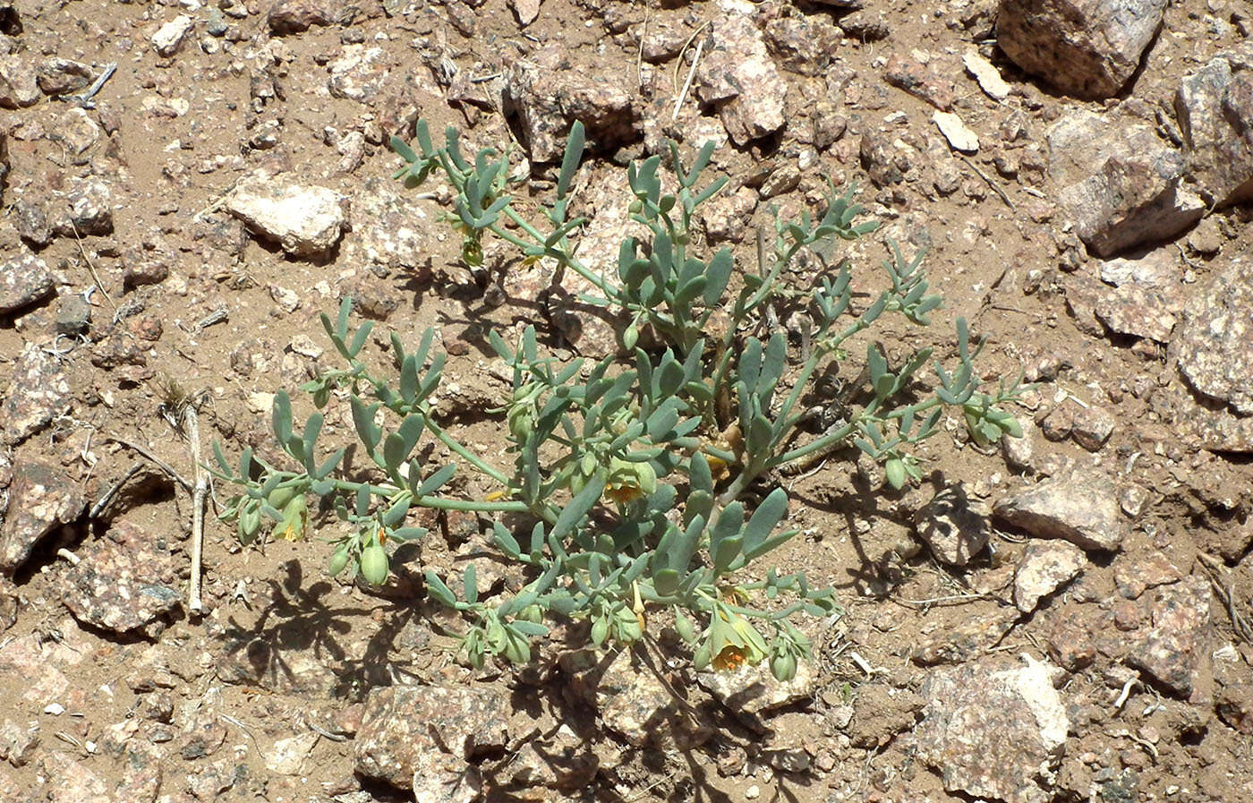 Image of Zygophyllum pterocarpum Bunge