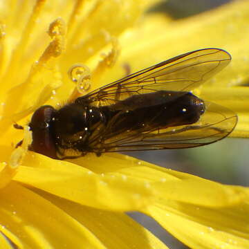 Image of Platycheirus obscurus (Say 1824)