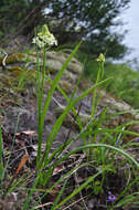 Image of meadow death camas