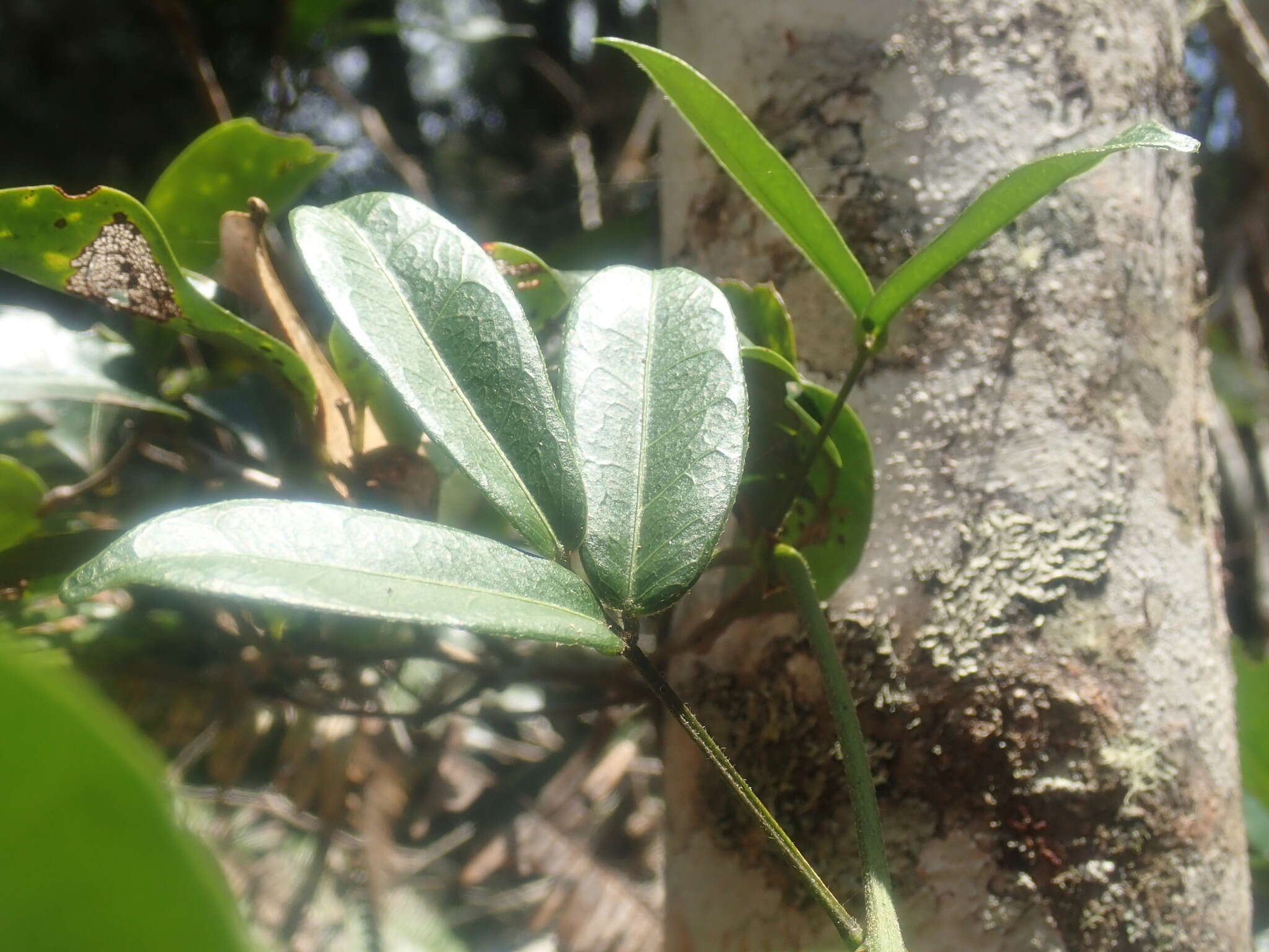 Image of Strongylodon madagascariensis Baker