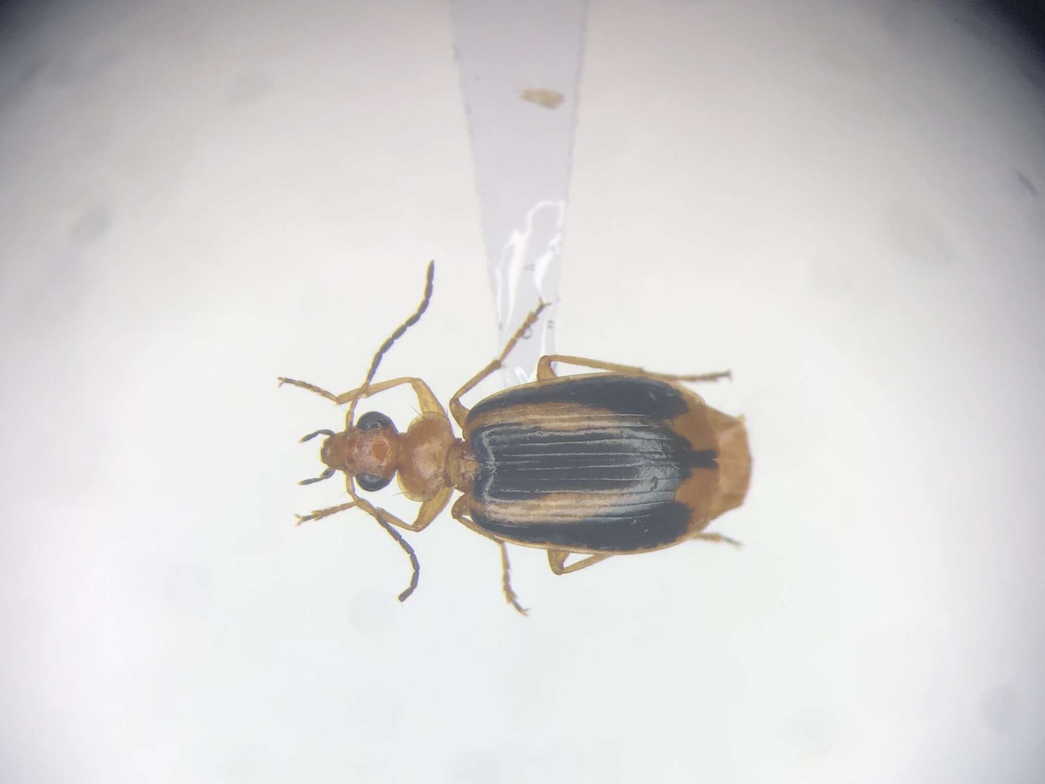 Image of Lebia (Lebia) solea Hentz 1830