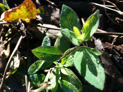 صورة Lonicera periclymenum subsp. hispanica (Boiss. & Reuter) Nyman