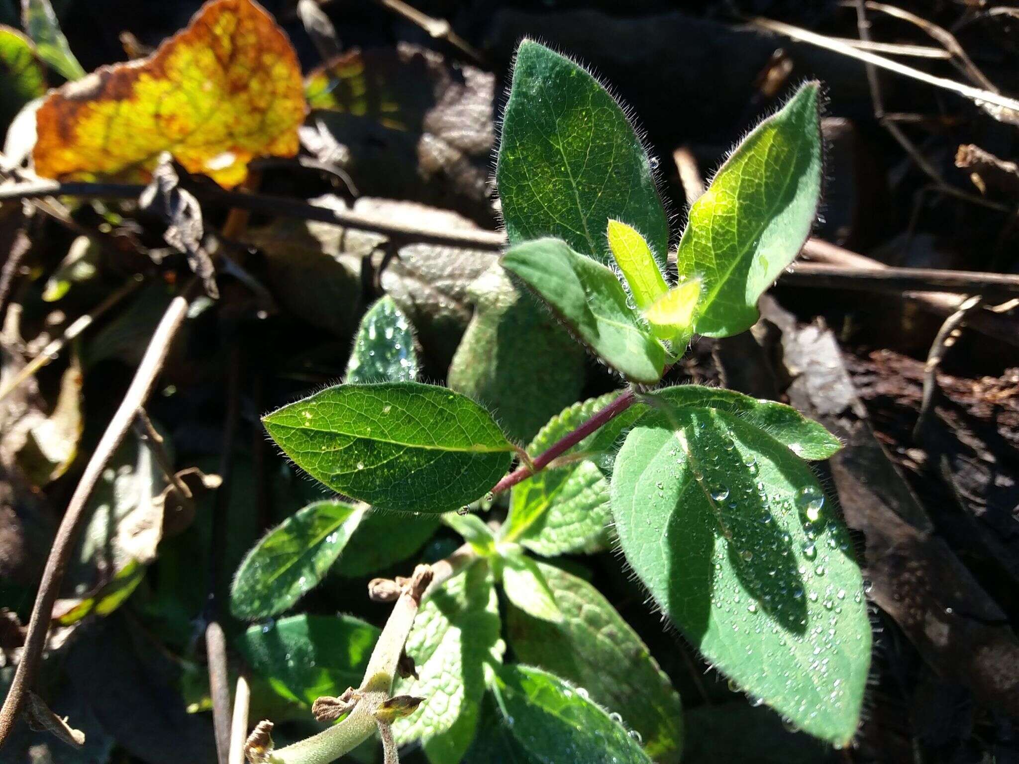 Image de Lonicera periclymenum subsp. hispanica (Boiss. & Reuter) Nyman