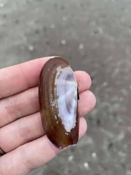 Image of Atlantic razor clam