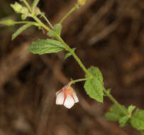 Image of Hermannia boraginiflora Hook.