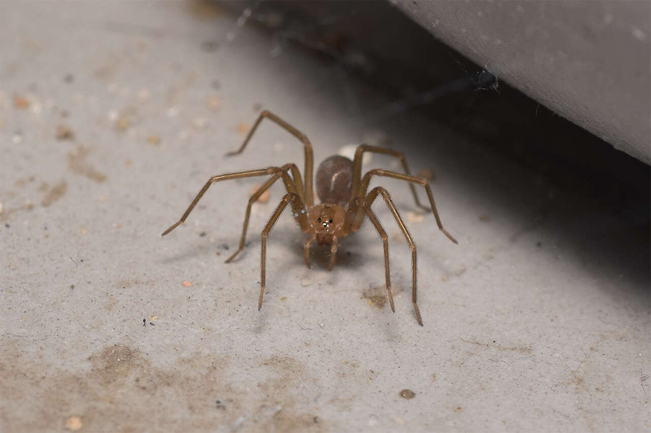 Image of Chilean recluse