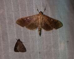 Image de Herpetogramma sphingealis Handfield & Handfield 2011