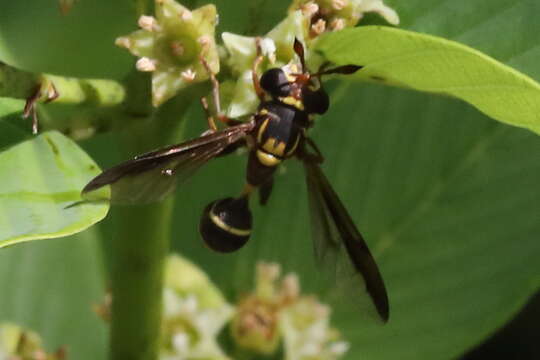 Image of Polybiomyia macquarti