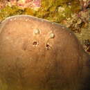 Image de Torpedo adenensis Carvalho, Stehmann & Manilo 2002