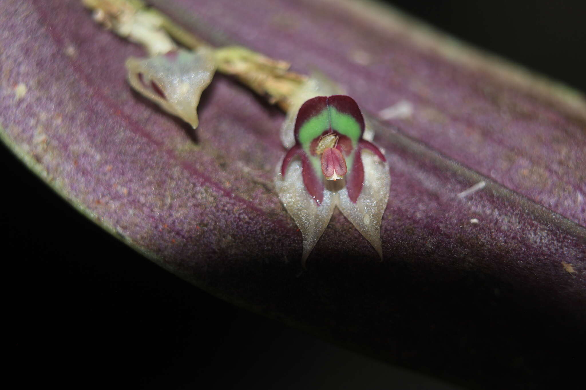 Plancia ëd Lepanthes agglutinata Luer