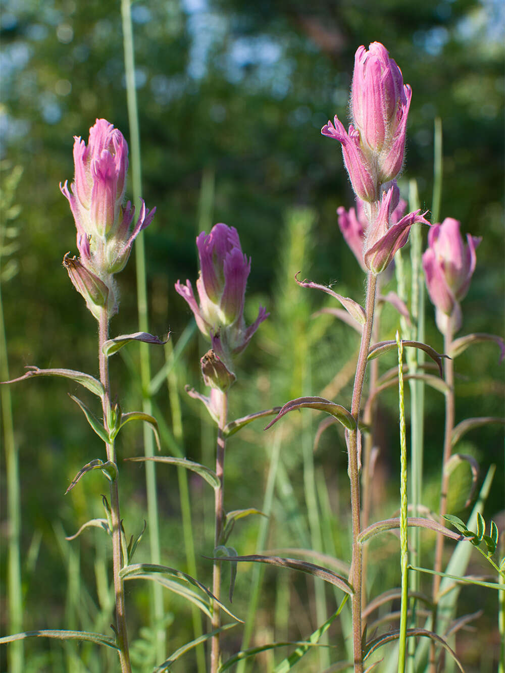 Castilleja rubra (Drob.) Rebr. resmi