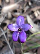 Image of Purple enamel orchid