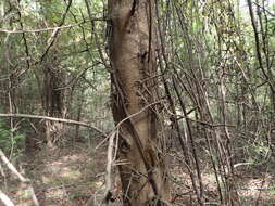 Image of water locust