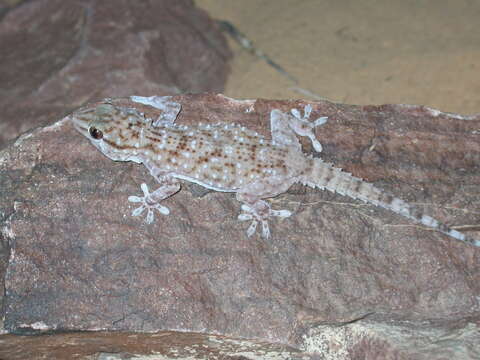 Image of Sierra Leone Wall Gecko