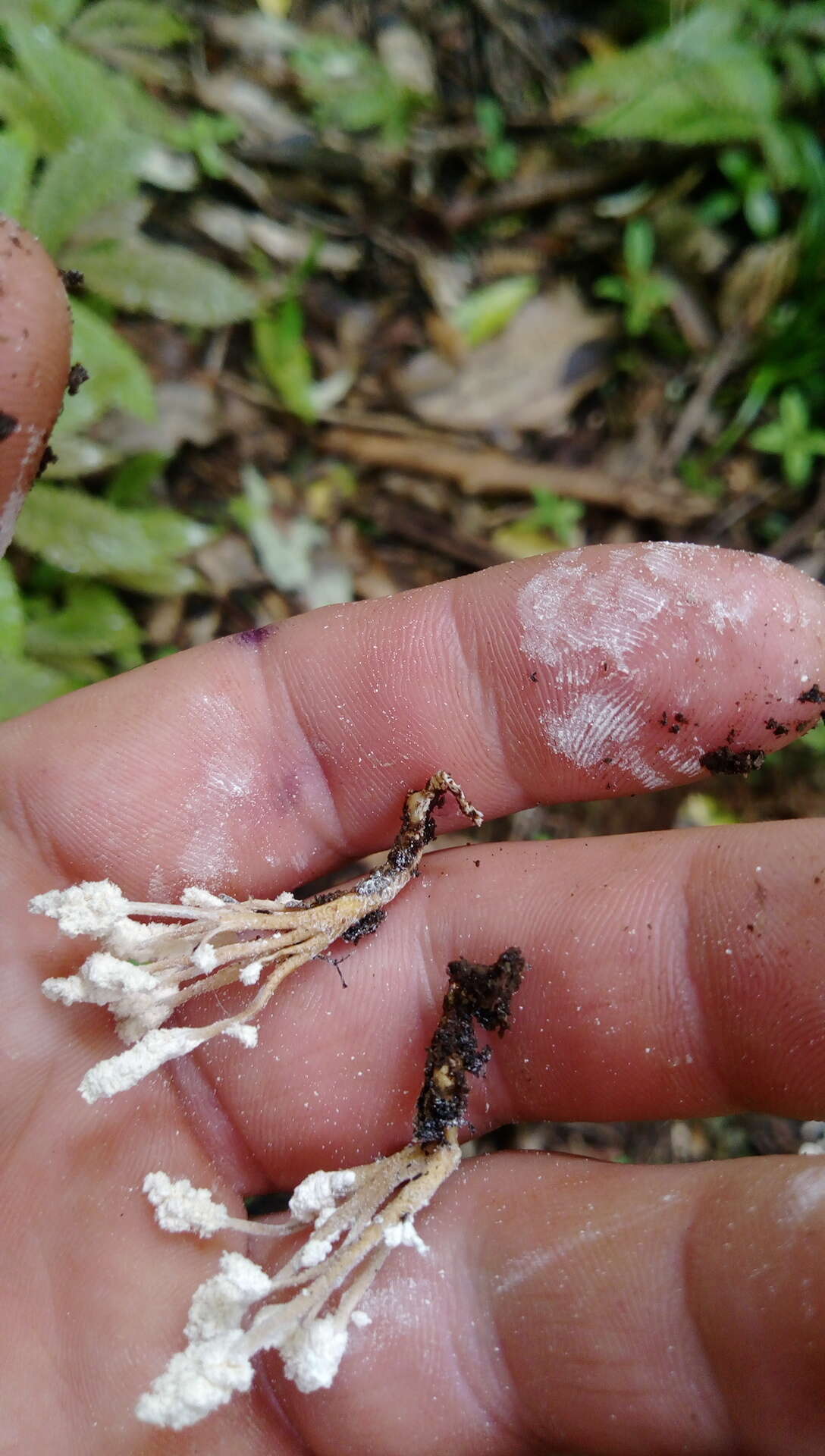 Image of Cordycipitaceae