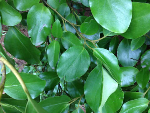 Image of Griselinia littoralis (Raoul) Raoul