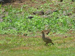 Image of Grey Francolin