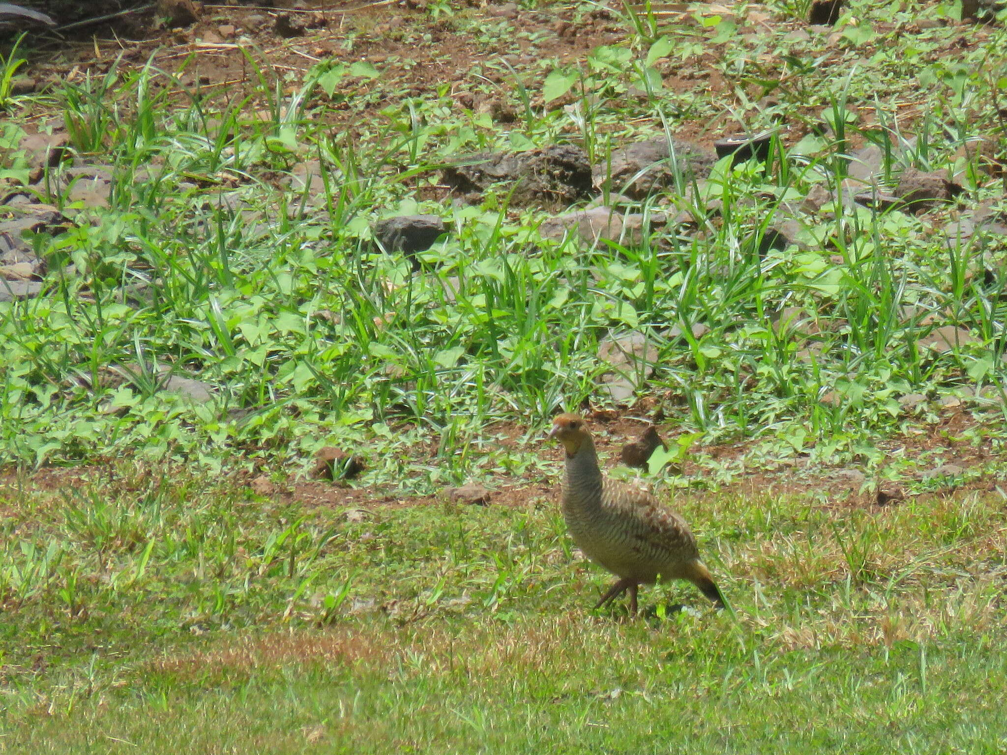 Image of Grey Francolin