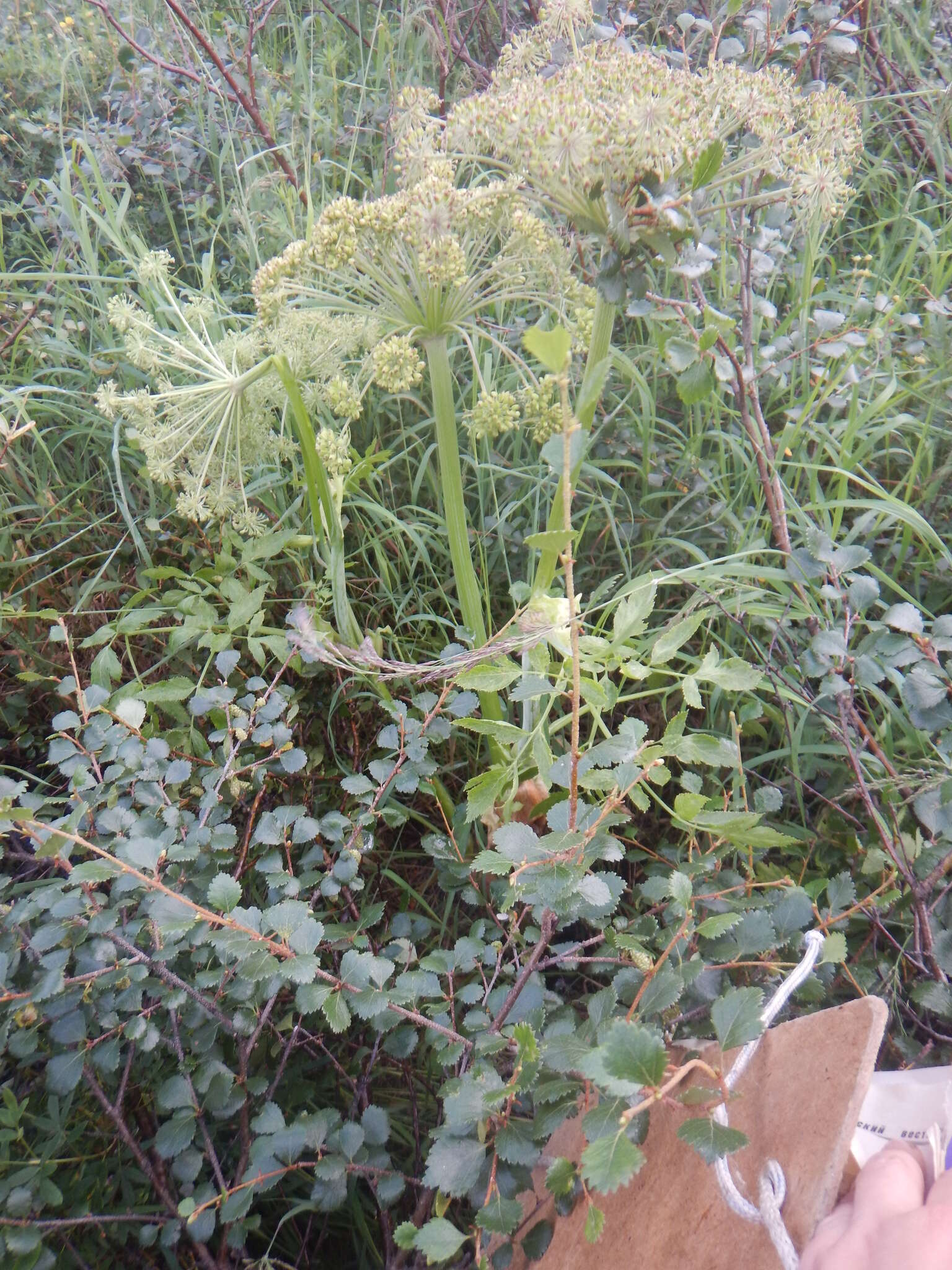 Image of Angelica saxatilis Turcz. ex Ledeb.