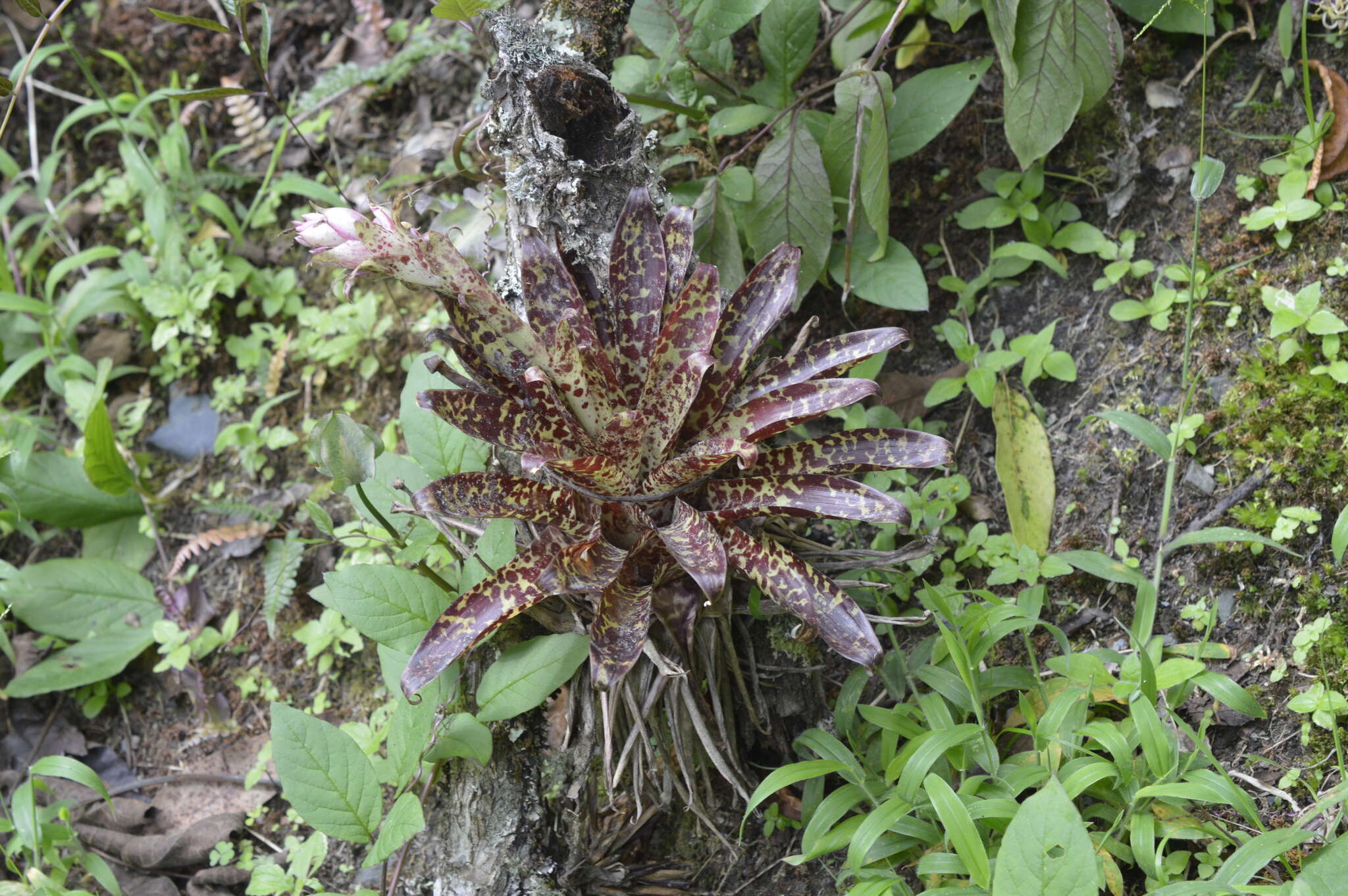 Tillandsia biflora Ruiz & Pav. resmi