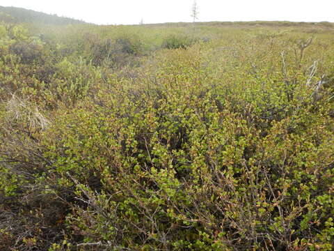 Image of Bog birch