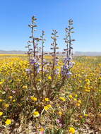 Image of Byron larkspur