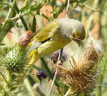 Image of Cape Canary