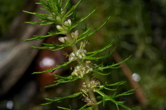 Image of Eastern water-milfoil