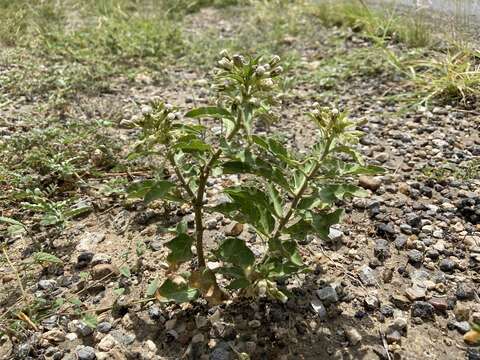 Image of Emory's milkweed