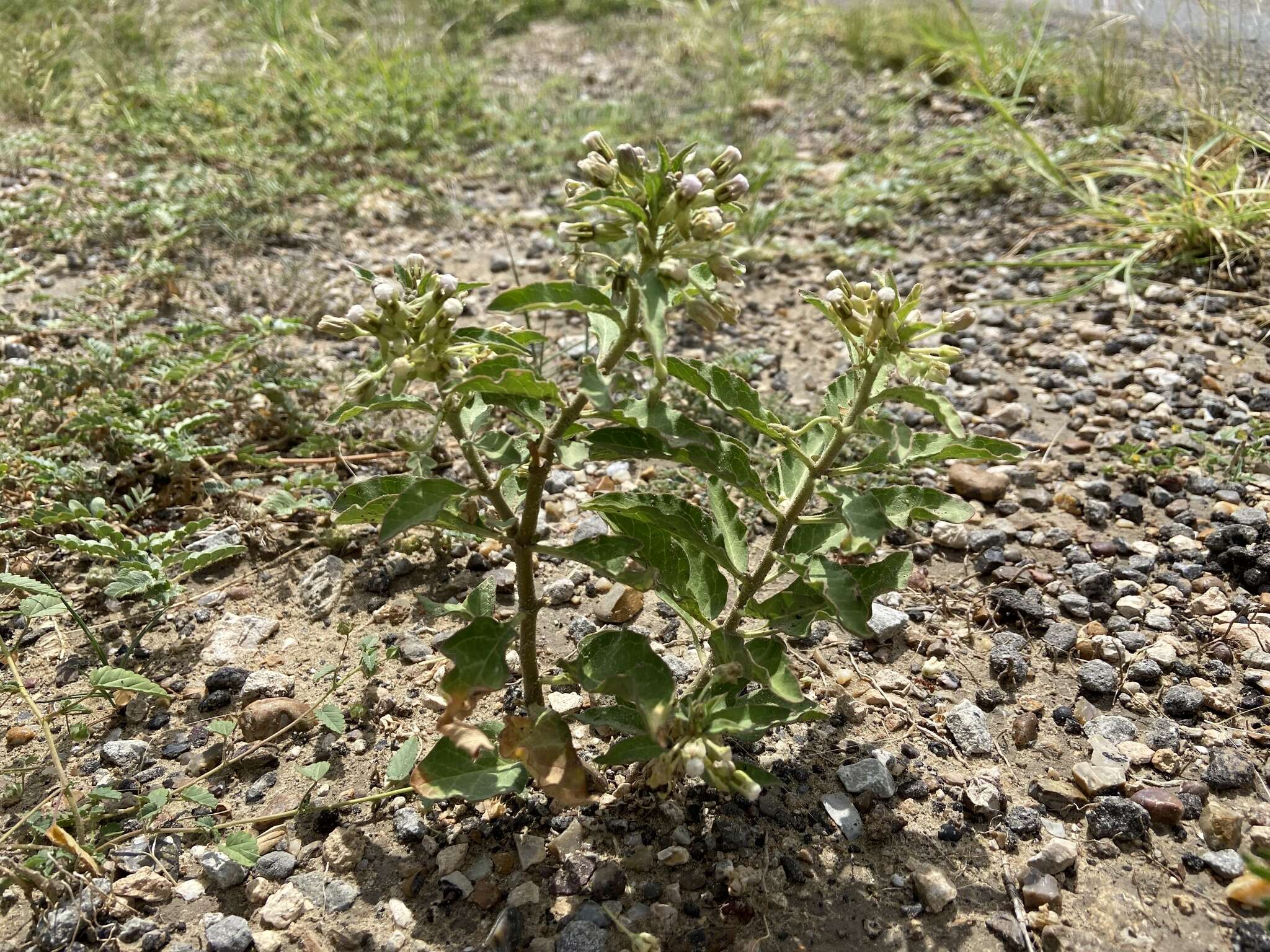 Image of Emory's milkweed