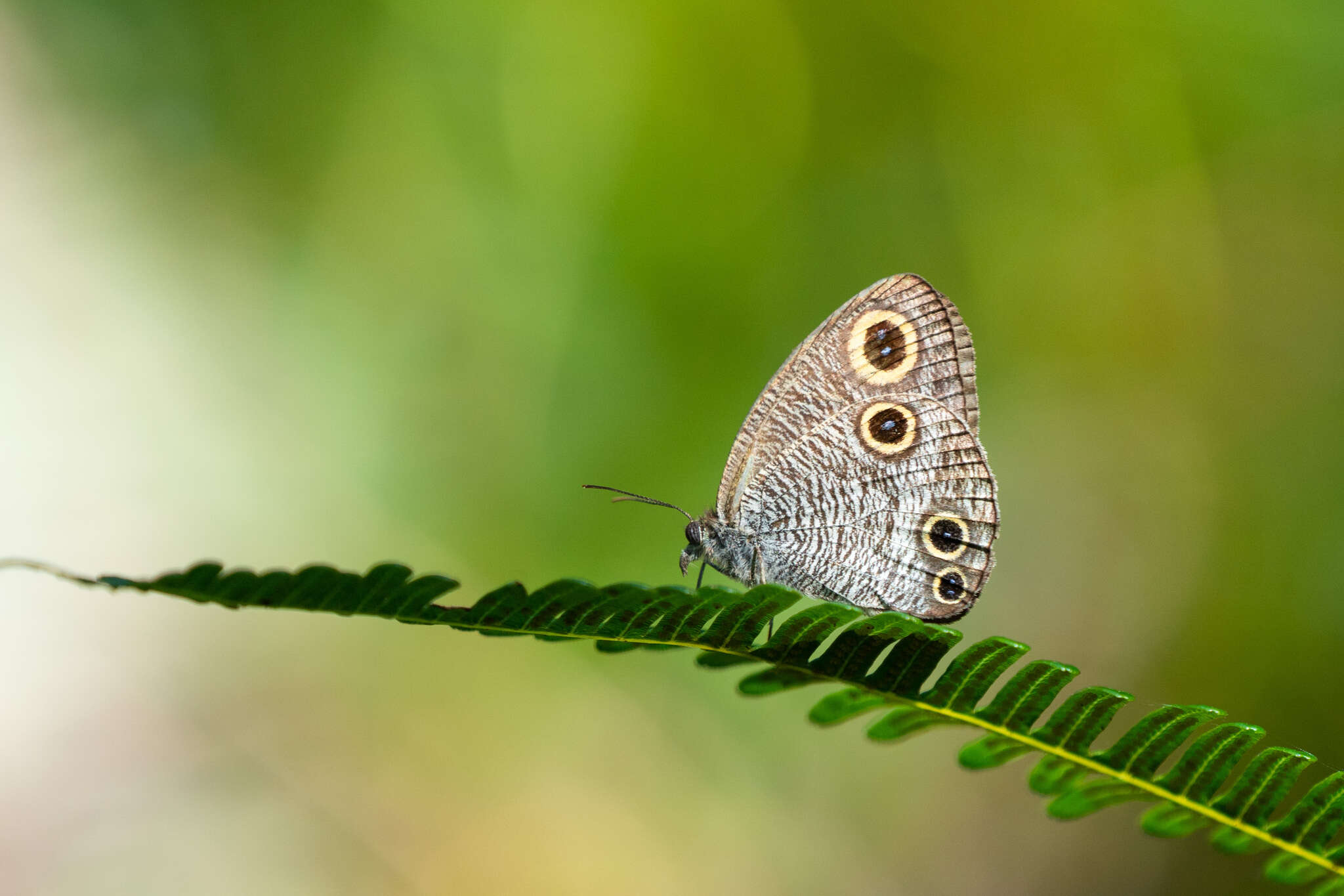 Plancia ëd Ypthima imitans