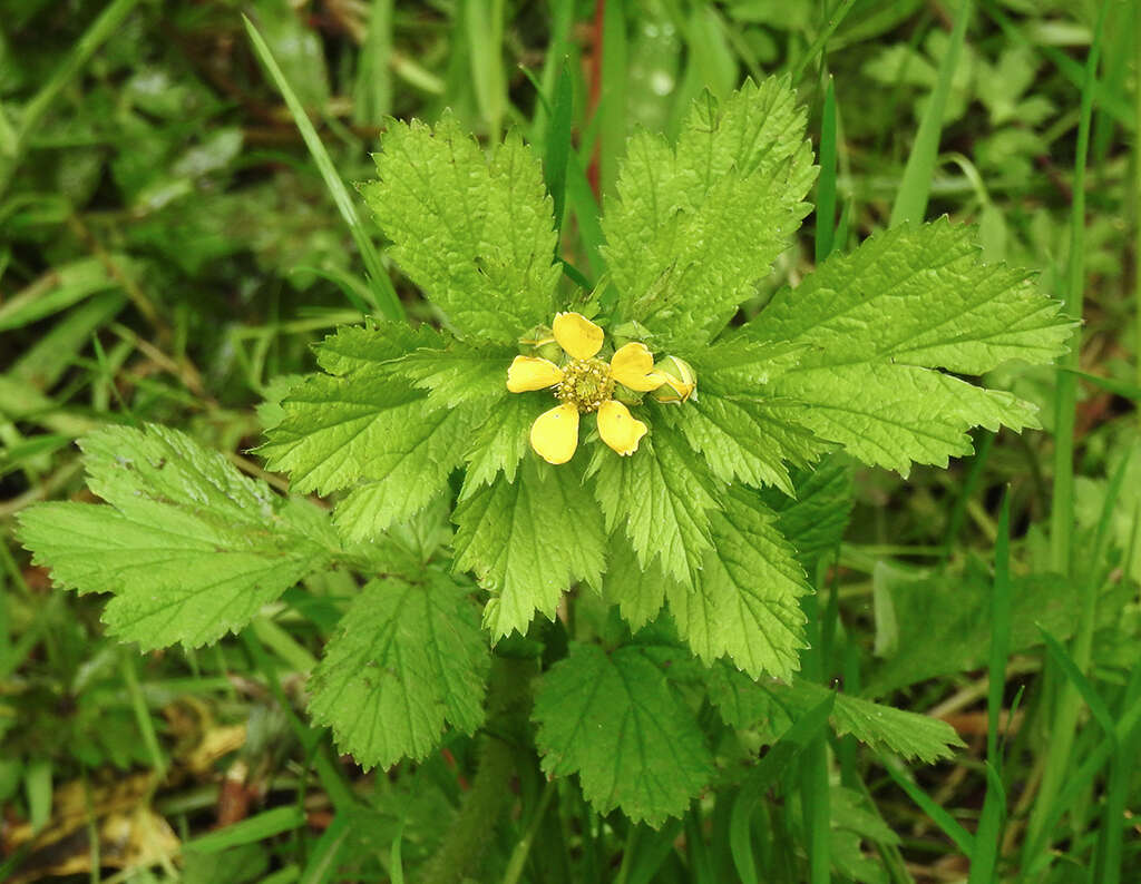 Imagem de Geum macrophyllum Willd.