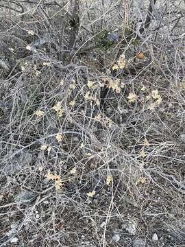 Image of Pungent Oak