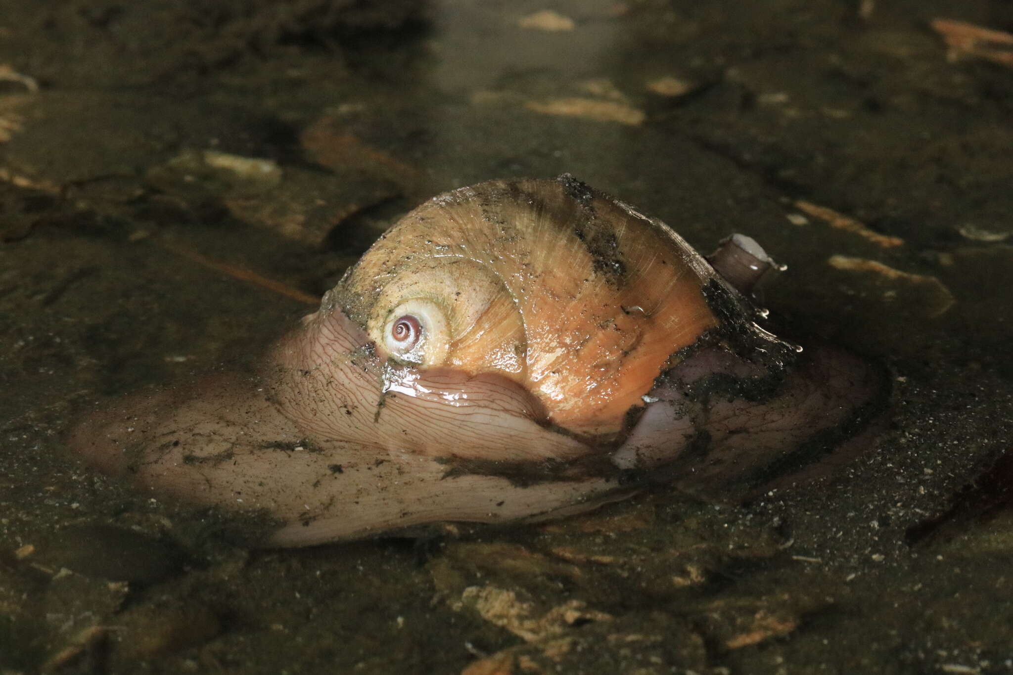 Image of Lewis' moonsnail