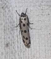 Image of Ethmia sphaerosticha Meyrick 1886