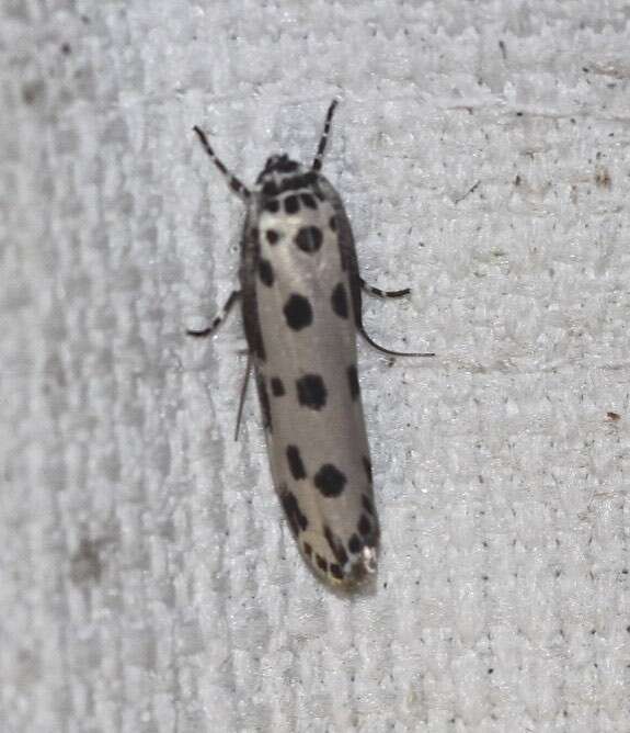 Ethmia sphaerosticha Meyrick 1886的圖片